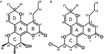 Metabolism of F18, a Derivative of Calanolide A, in Human Liver Microsomes and Cytosol